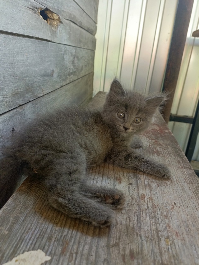 Ищем добрые руки для малышки?
Подкинули девочку. Оче?...