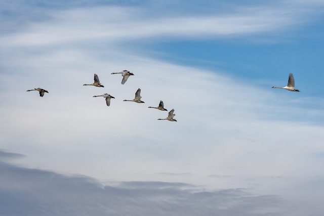 Завораживающая красота лебединого полёта.
