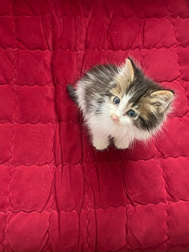 Админ, пожалуйста 🙏
Вчера вечером на заправке д. Боко?...