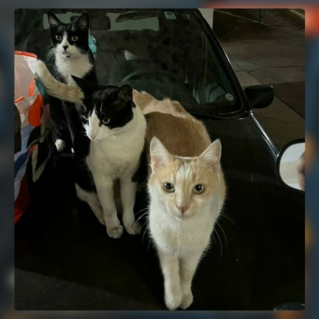 Безумные приколы
Бюрократические правила часто ставя?...