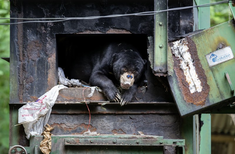 📸 Посмотрите на финалистов конкурса «Фотограф дикой природы года»
Музей естествознания Лондона объя