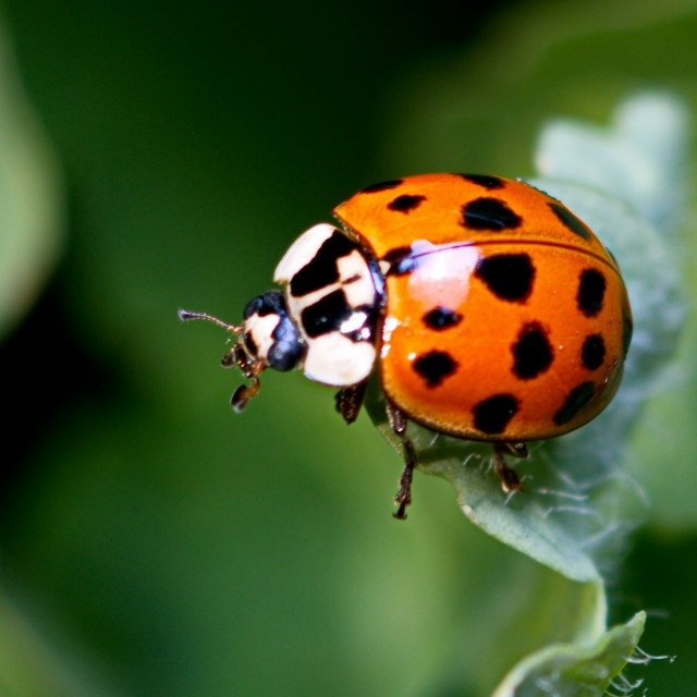 Опасных насекомых массово заметили в Москве, Сочи, Ана?...