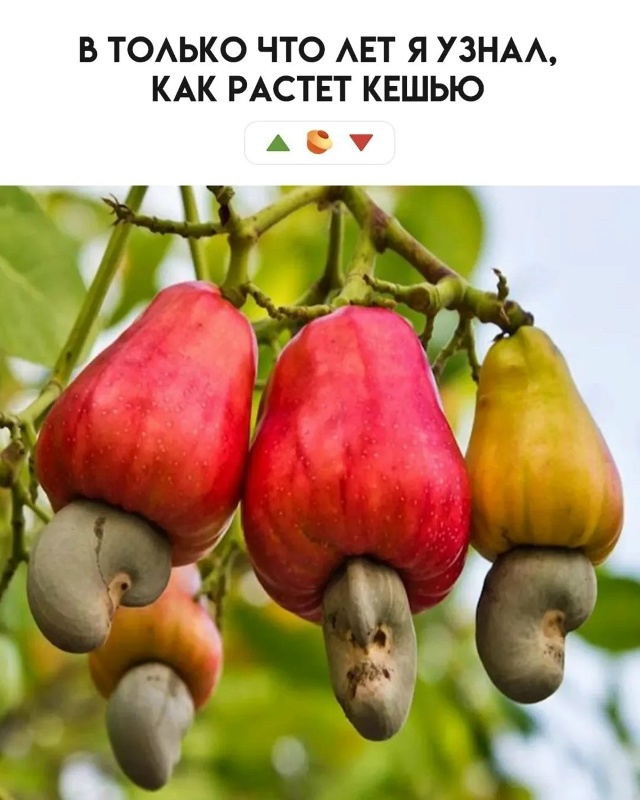 Что вы из этого знали?