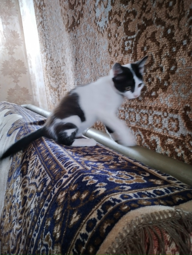 Отдадим в добрые руки красивого котика - 3 месяца Степа?...