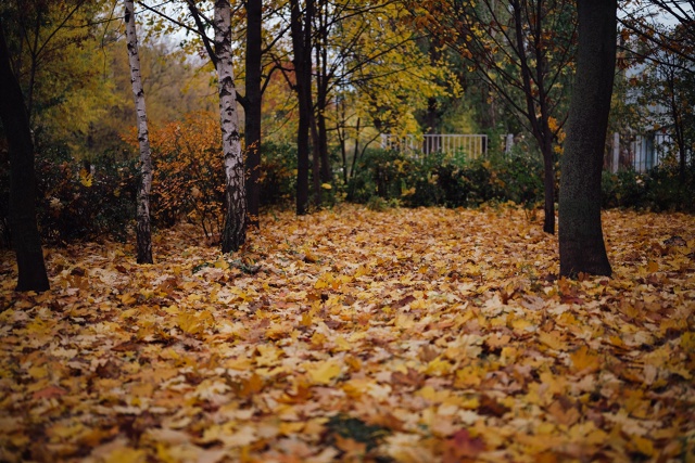 Осенние фотоэтюды