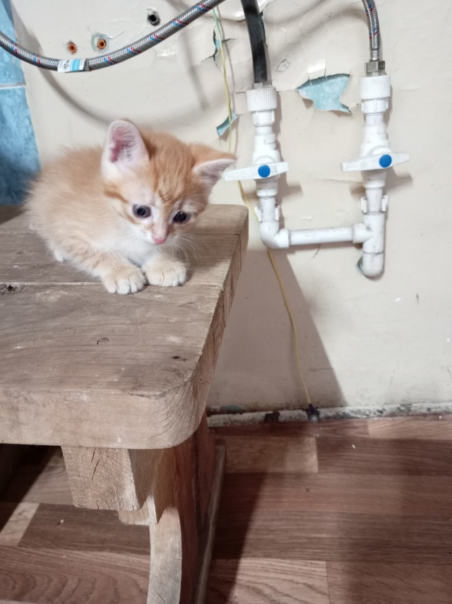Рыжие котята мальчики от кошки крысоловки и мышеловки ...