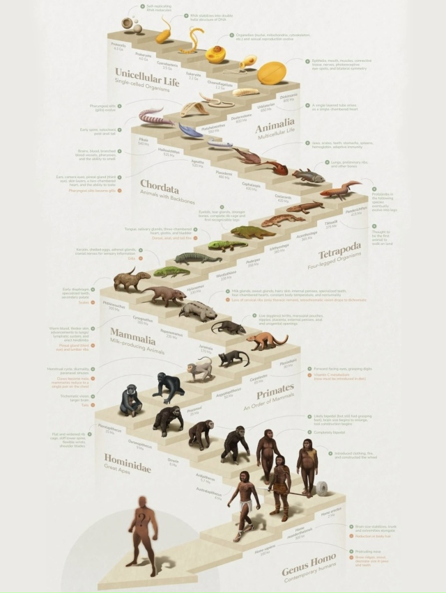 На картинке показан эволюционный путь наших предков з?...