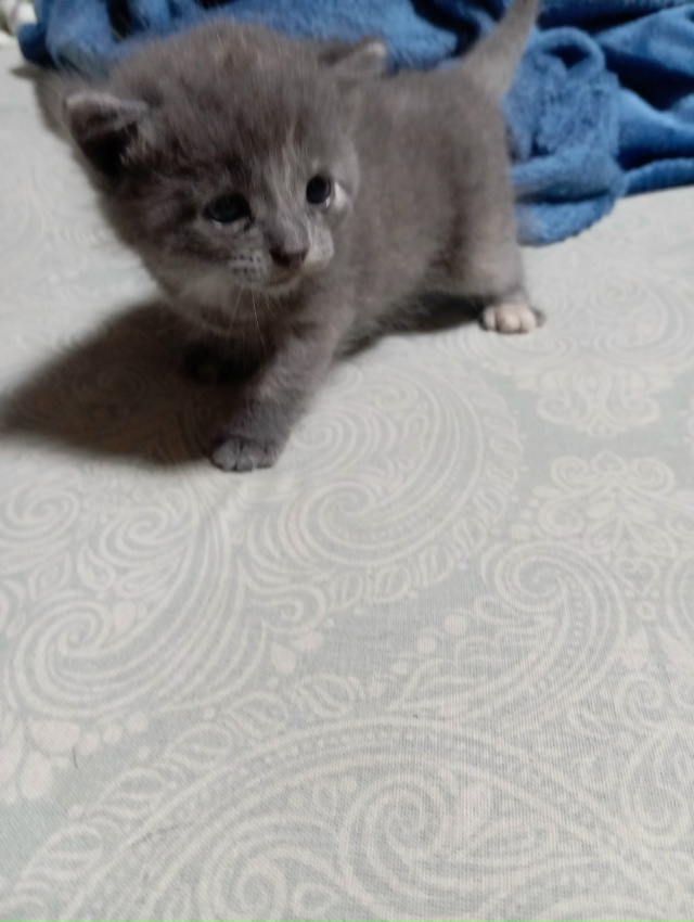 Отдам в добрые руки котят от вислоухой мамы мышеловки.