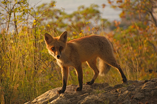 Лиса Патрикеевна делает променад по Солнечной Тропе , ?...