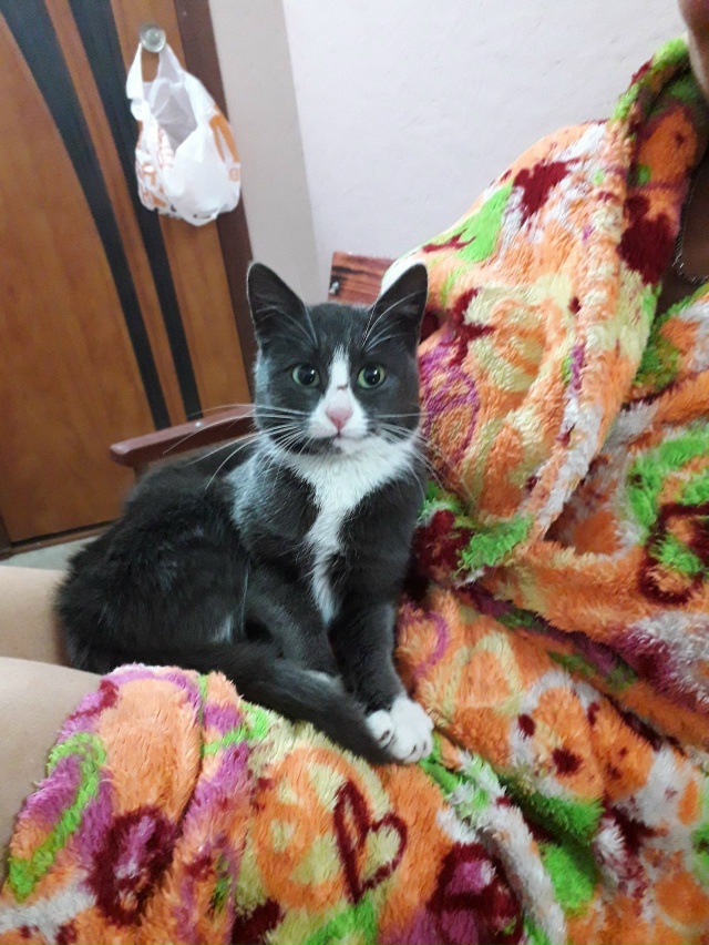 На дачу в СНТ Помощник, в дер. Бабки пришел молоденький ...