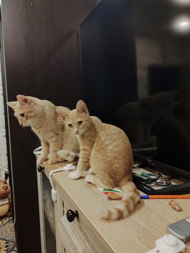 Домашний, ручной котенок, нашли несколько дней назад н?...