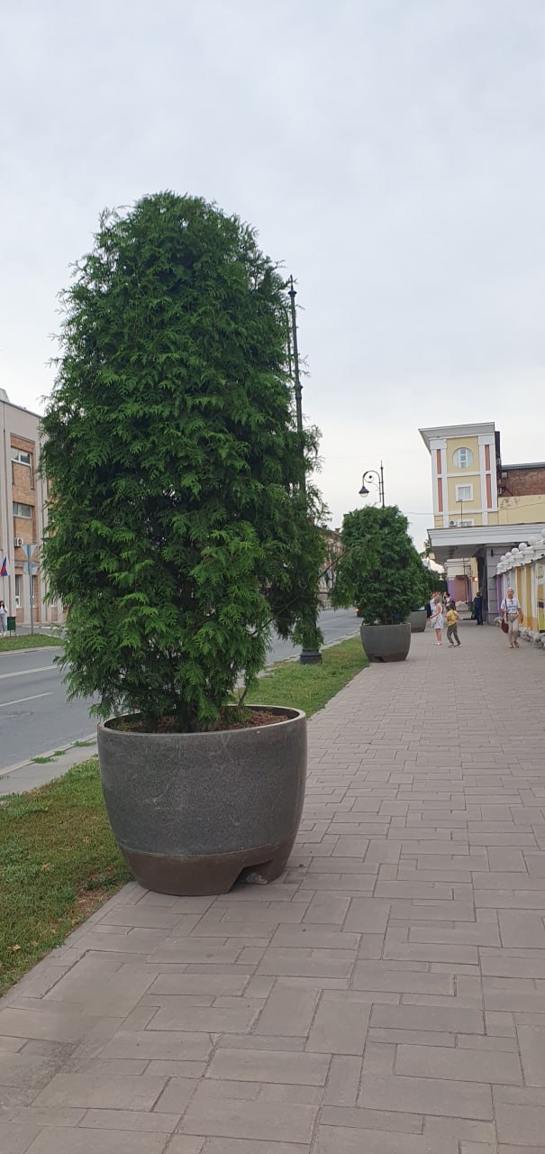 За пять лет в Самаре погибли туи на 30 миллионов рублей.
...