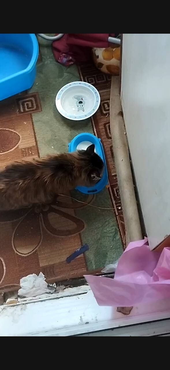 ? Очень нужна помощь!
У старенького котика умерла хо?...