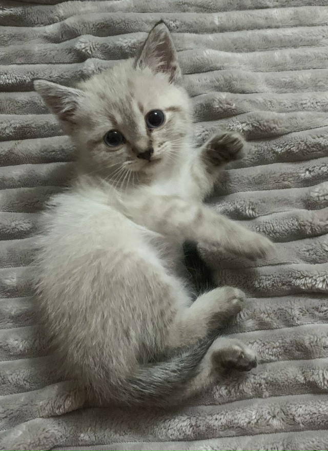 Потерялся котенок.
26 ноября по адресу ул. Шишкина д. 6
Ко...