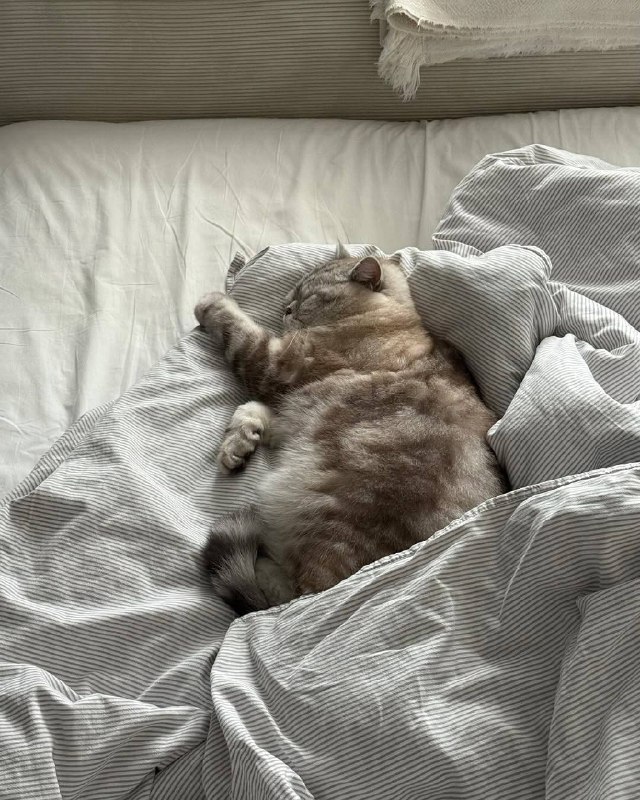 Укрываемся одеялком и споть :3