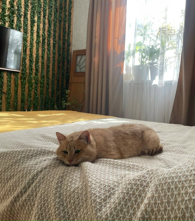 Наш Кешка снова потерялся.. Присмотритесь, может он при...