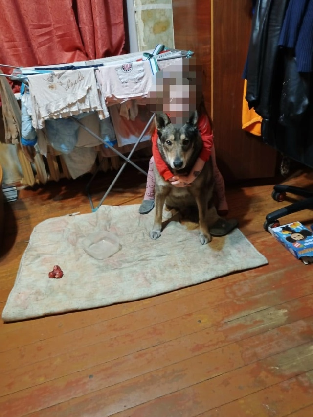 Я в полном шоке, что творится у нас в городе!!!! Этот пёс ?...