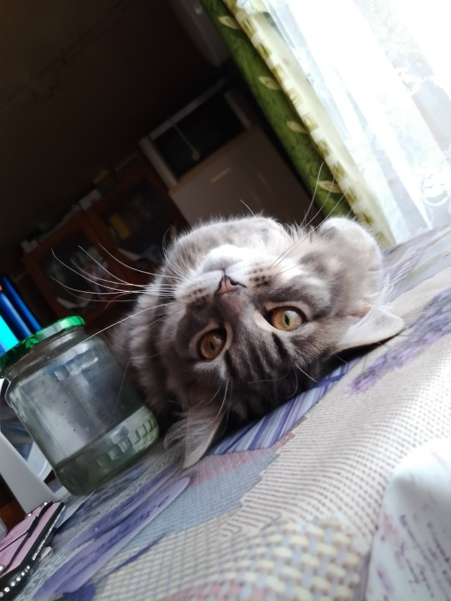 И пусть, весь, Мир подождёт 😸
кот Тимка 😸