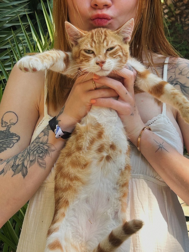 Супер милый рыжий котик