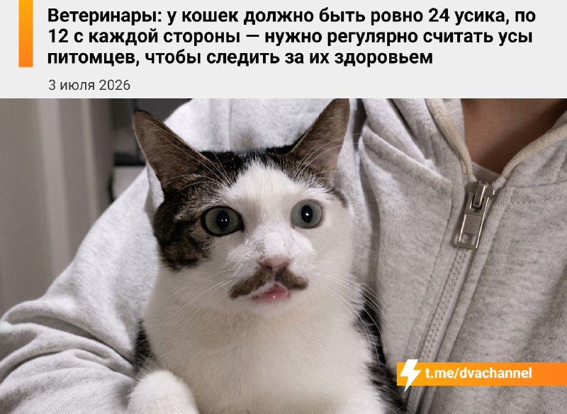 Ветеринары призвали россиян регулярно считать усы у кошек, чтобы следить за их здоровьем: в норме у