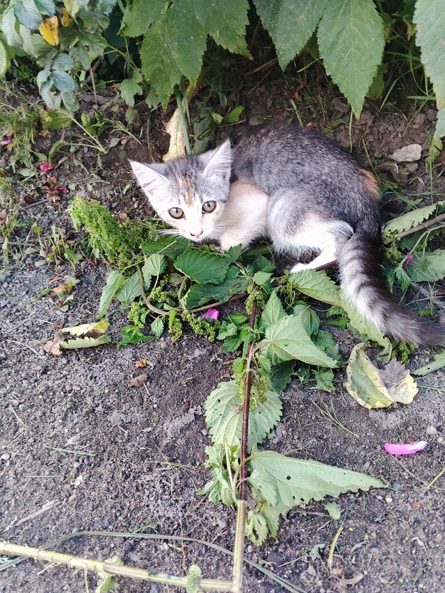Кому нужен котенок, девочка, ласковая и послушная , нах?...