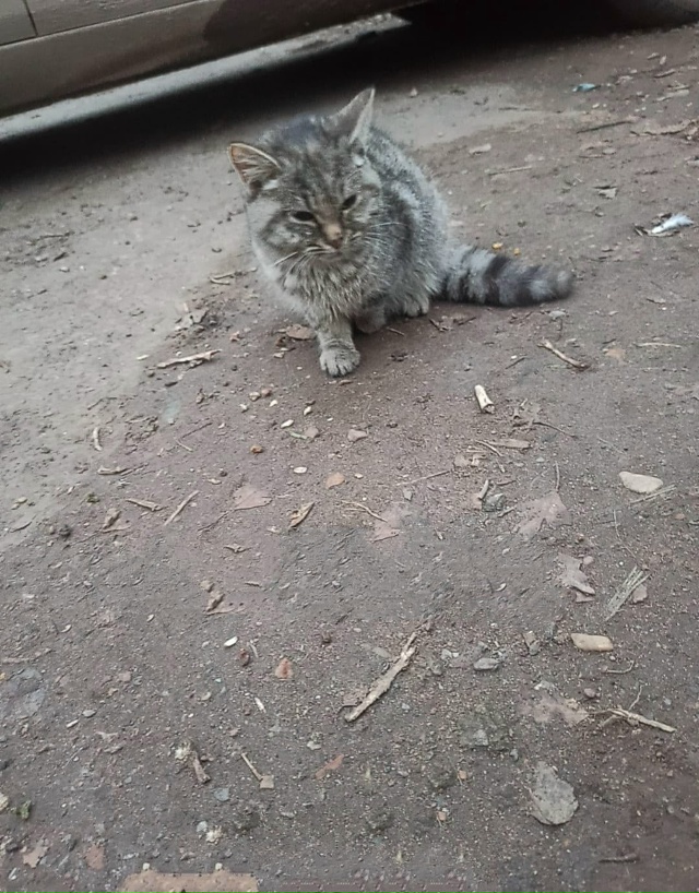 Котенок на улице умирает. Чишмы. Возьмите пожалуйста к?...