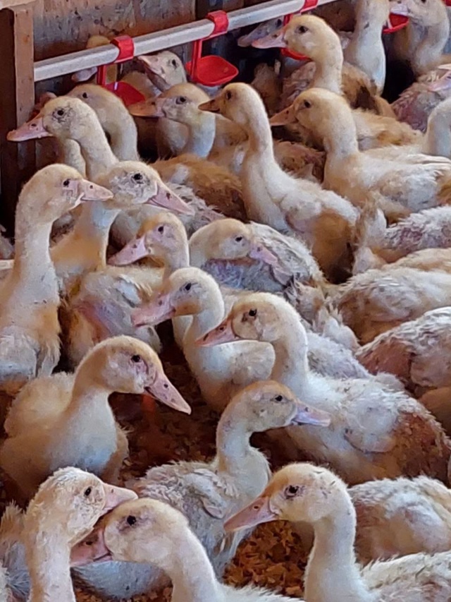 ❗❗❗ПРОДАЮТСЯ❗❗❗
Утки 🦆 Бройлерные 40-ка дневные
Гу...