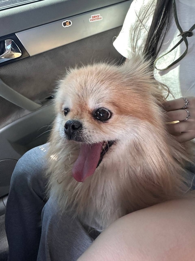 Найдена собачка (девочка)
Бежала по дороге от белого б?...