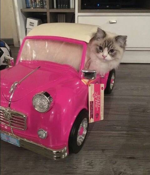 Девушки становятся счастливее после покупки машины, —...