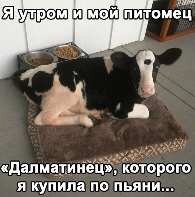 Только почему-то он не гавкает