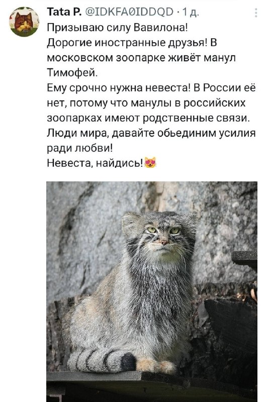 Смеюсь: твиттерские настолько обеспокоились отсутствием сексуальной жизни у манула Тимофея из Мосзоо