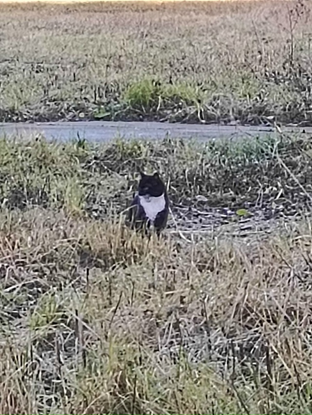 Здравствуйте, у третьей школы в Апатитах, кошка сидит в...