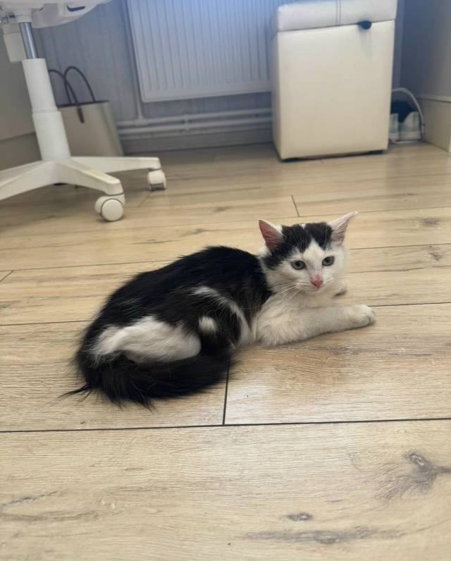 Отдаем в добрые руки
Девочки
4 месяца
89170448676 (ватсап)