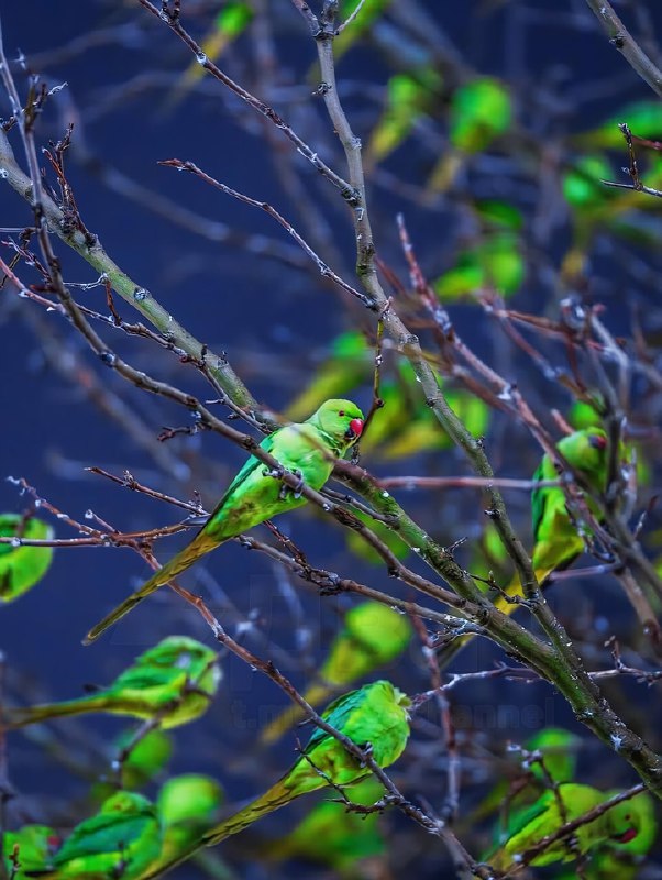 Фотограф нашёл в зимнем Лондоне самое «зелёное» дерево — только вместо листьев оно было усыпано… оже