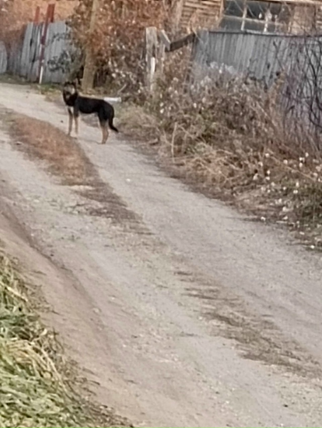 Чей парень? Находится на дачах в Кожанах.
‼️Хозяин ср?...