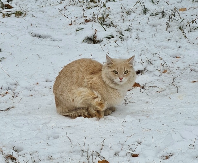 🐈 Подкармливать бездомных животных зимой напомнил об...