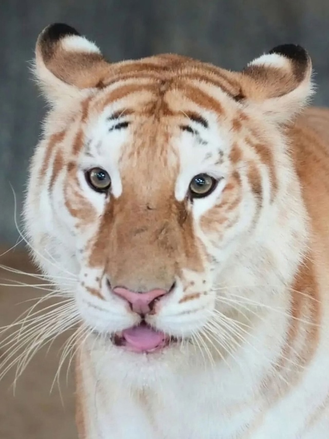 Знакомьтесь, это Ава. Ей 4 года, и она - золотая тигрица.
...