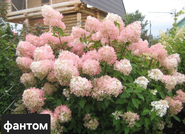 В наличии🌸
Фото саженцев по запросу🌸