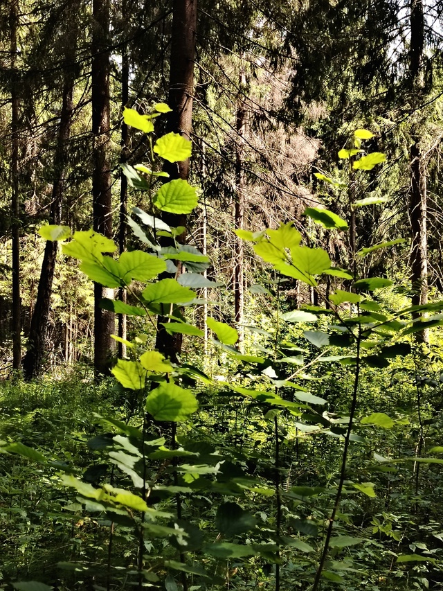 Доброго утра, Никольск❤