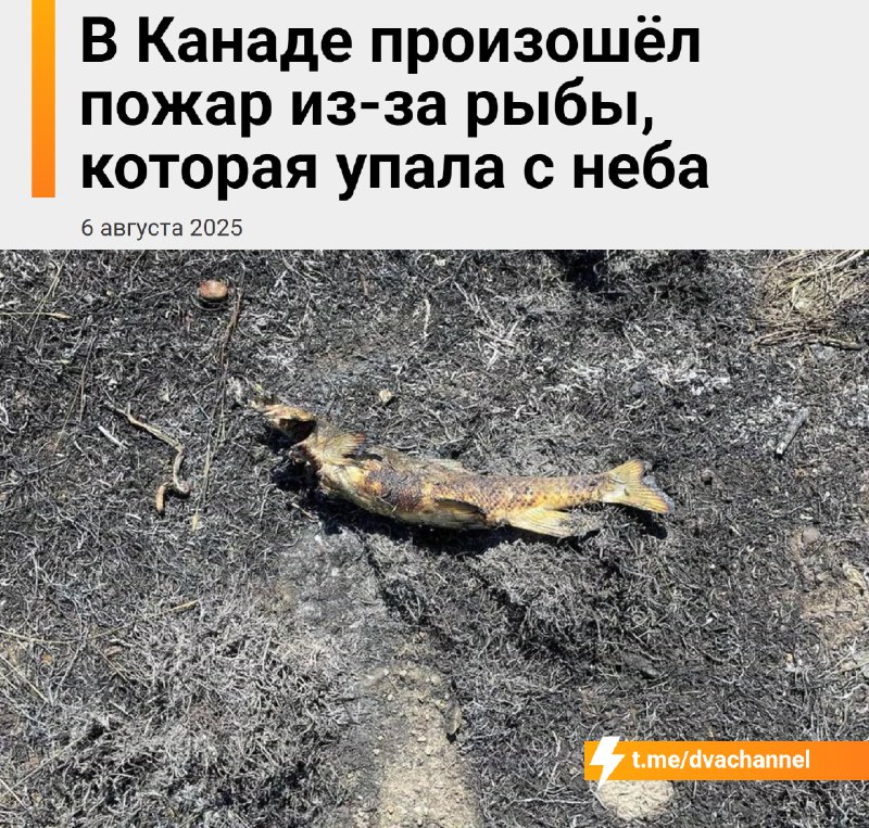 В Канаде начался пожар из-за рыбы, которая… упала с неба
Дело было так: хищная птица летела над пол