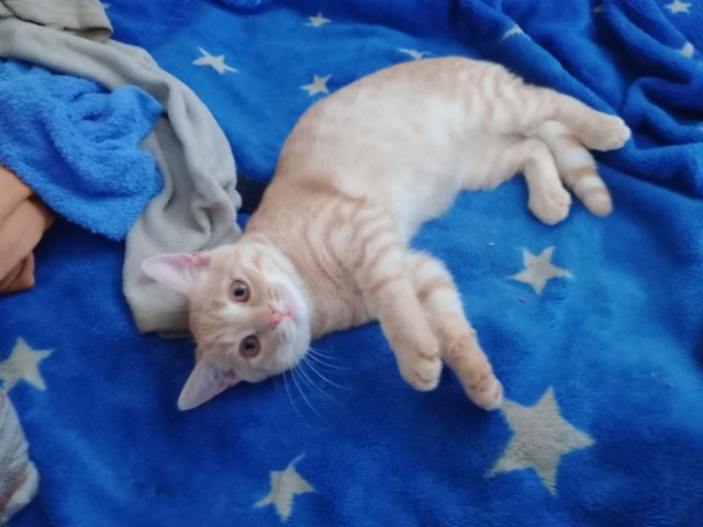 Пропал кот ,пошлите найти пожалуйста,за вознаграждени?...