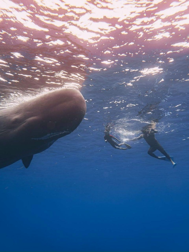 Тимати, Ратмир, Валентина и гигантские киты — невероят...