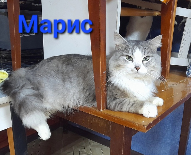 Позвольте представить ➡️ котик МАРИС 🐈.
Кот поистин?...