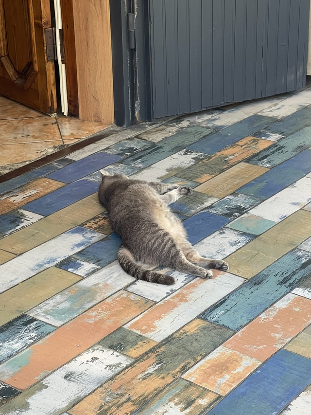 Анапские коты 3