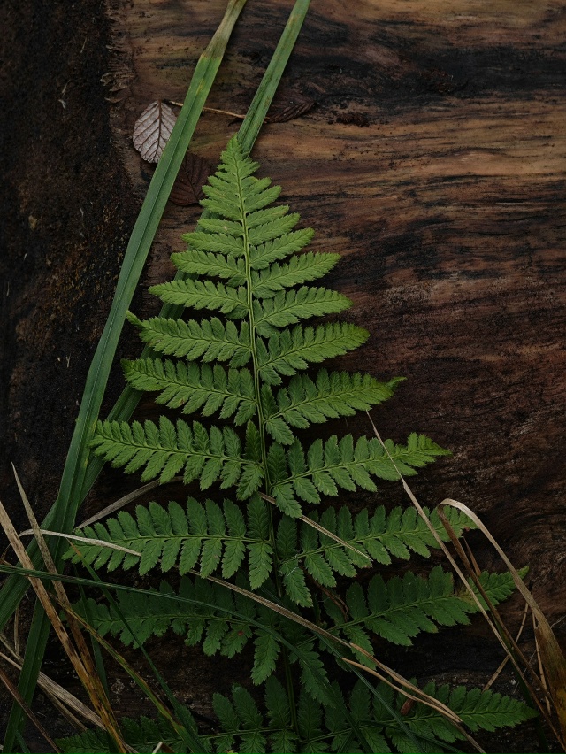 Лес на Детской 💚