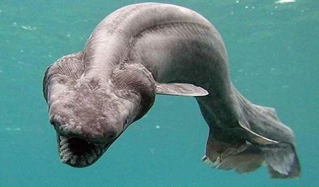 Ученые из Института Моря и Атмосферы выловили редкую п...