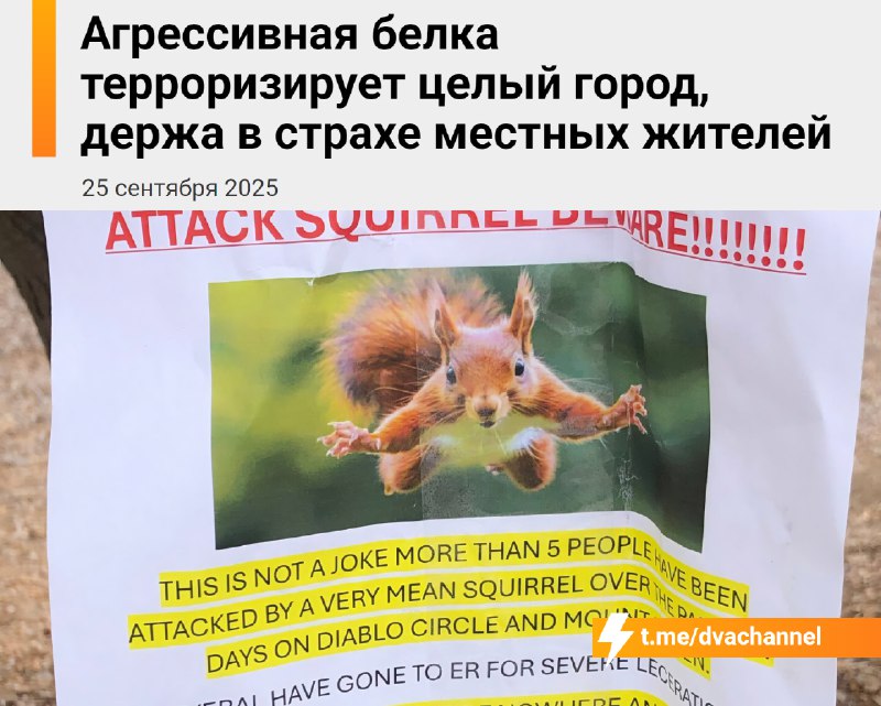 Злая белка держит в страхе жителей целого города
🟠В Сан-Рафаэле (Калифорния) появилась белка, котор