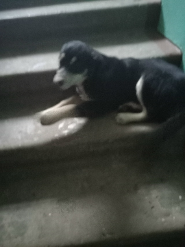 Чей щенок?находиться на Ленина д7 1подъезде