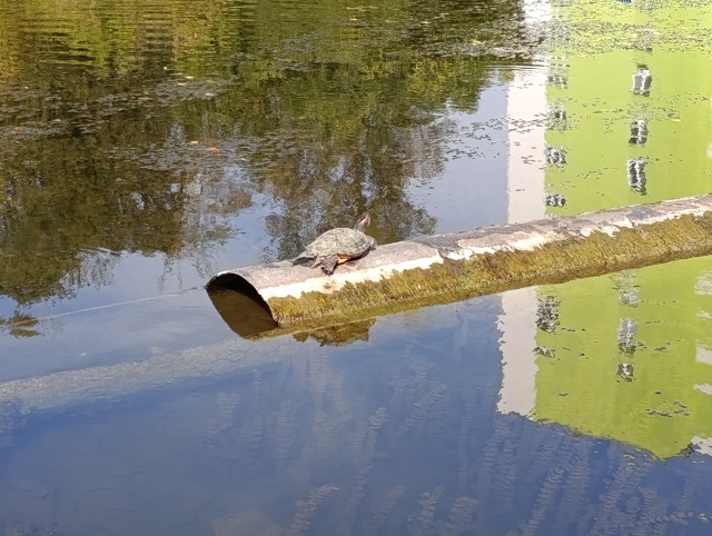 Хорошо летом даже черепашкам 🐢