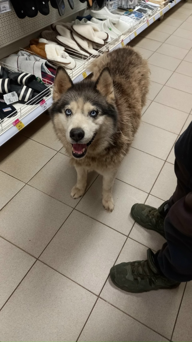 Хозяин, ты где? Собака бегает беспризорная!